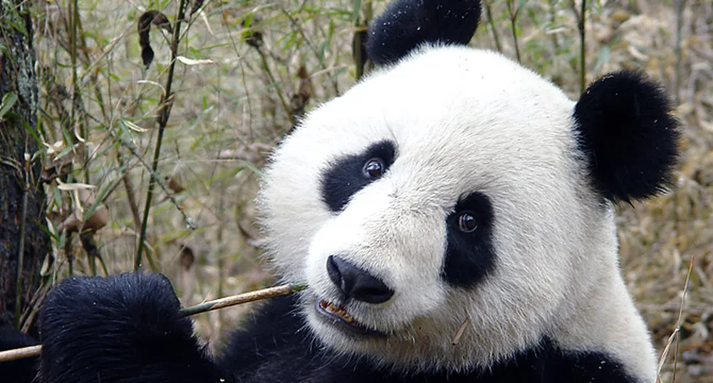 Китаец ще прави най-скъпия чай на света... с екскременти от панда