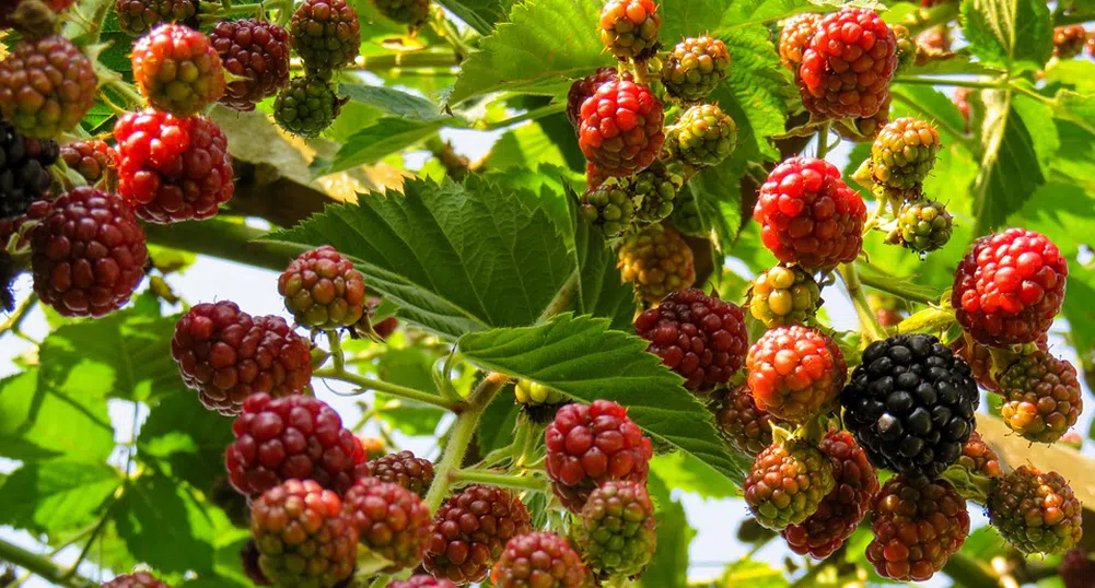 3000 лв. месечно изкарват берачи на билки в Родопите