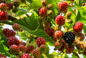 3000 лв. месечно изкарват берачи на билки в Родопите