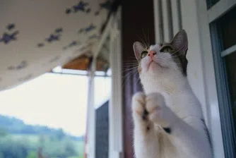 Котка заключи стопаните си на -11 градуса