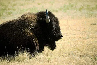 Марк Закърбърг е убил бизон?