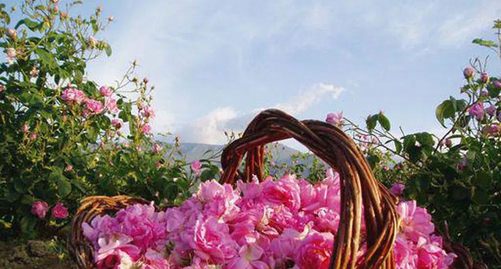 Българската роза срещу афганистанския опиум