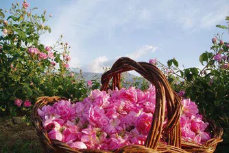 Българската роза срещу афганистанския опиум