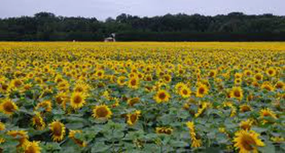 Скоро чужденците ще могат да купуват свободно земя у нас