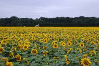 Скоро чужденците ще могат да купуват свободно земя у нас