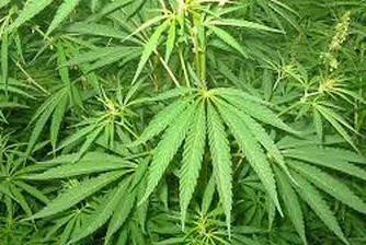 Ресторант предлага майонеза с канабис