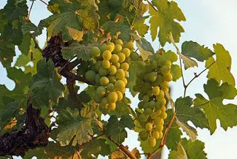 Грозде, чесън и краставици поскъпнаха през седмицата