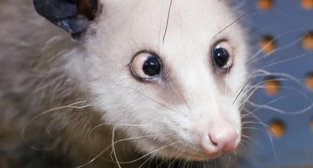 Германия си има нов животински любимец