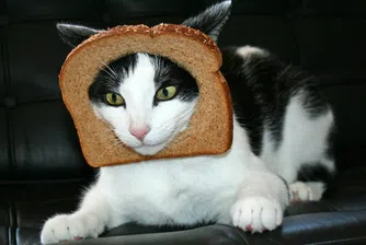 Брединг времена