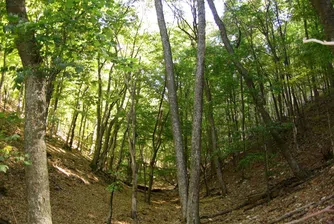 Забраниха строителството върху заменените гори