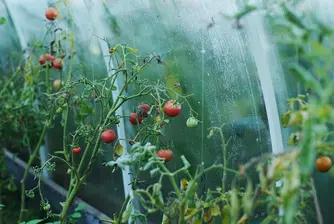 Купихте ли домати? От тях се генерира електричество
