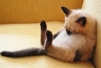 Как спят котките (снимки)