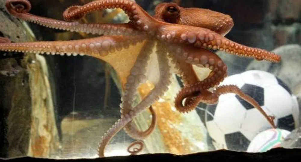Оцениха октопода Паул на 100 000 евро