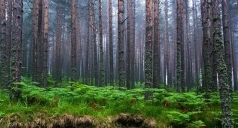 Международно изложение БУЛФОРЕСТ ШОУ започва на 30 май