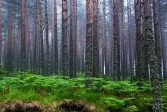 Международно изложение БУЛФОРЕСТ ШОУ започва на 30 май