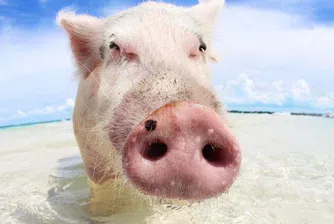 Ето това можете да преживеете само на Бахамите