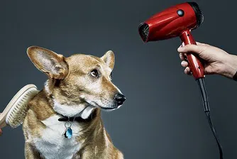 Кучешки живот