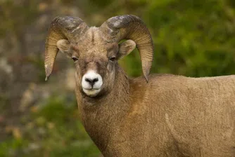 Овен продаден на цената на Ферари