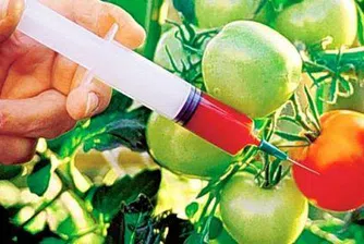 Задават се генно модифицирани зърно и грозде