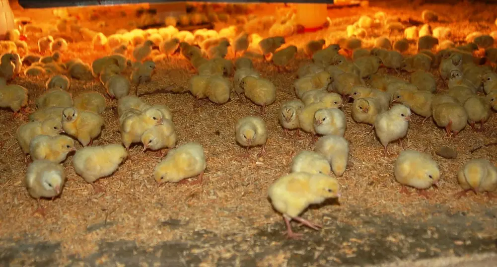 Japan Interested in Importing Bulgarian Poultry, Red Wine