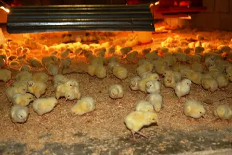 Japan Interested in Importing Bulgarian Poultry, Red Wine
