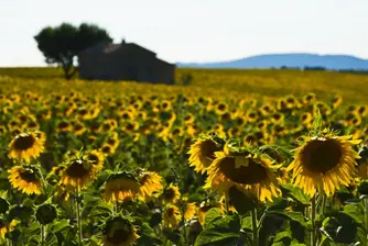КЗК глоби производители и дистрибутори на олио заради картел