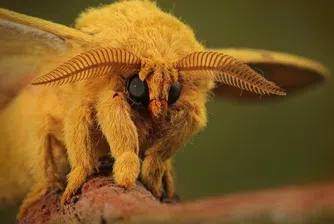 10 много странни животни, които наистина съществуват