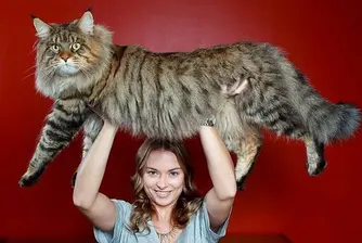 Котките от тази порода са най-огромните на планетата