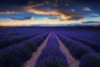Лавандуловите полета на Прованс