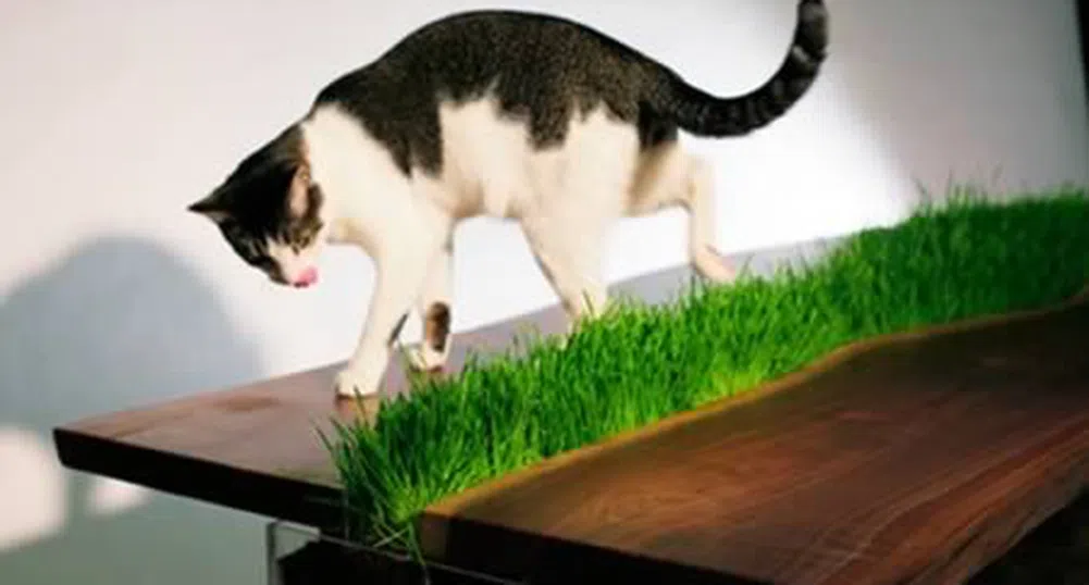 Идеи за домашния любимец