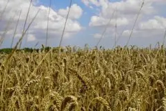Ново свиване на световното производство на пшеница