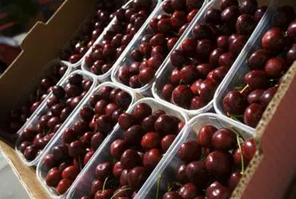 Череши и ябълки поевтиняват