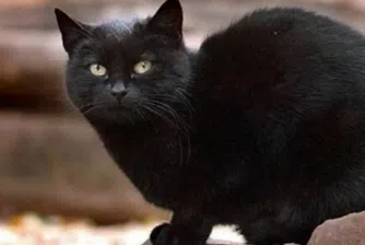 Котаракът-милионер Томазо почина