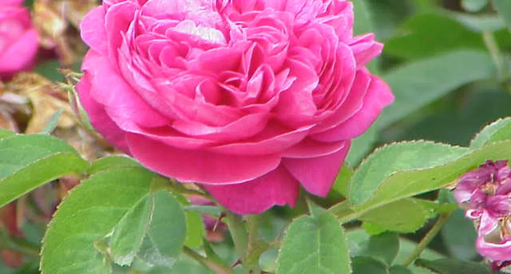 Цената на розовото масло на международния пазар пада