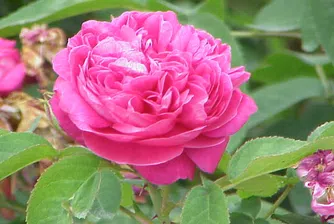 Цената на розовото масло на международния пазар пада