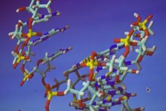 Изследване върху рибозомите с Нобеловата награда за химия