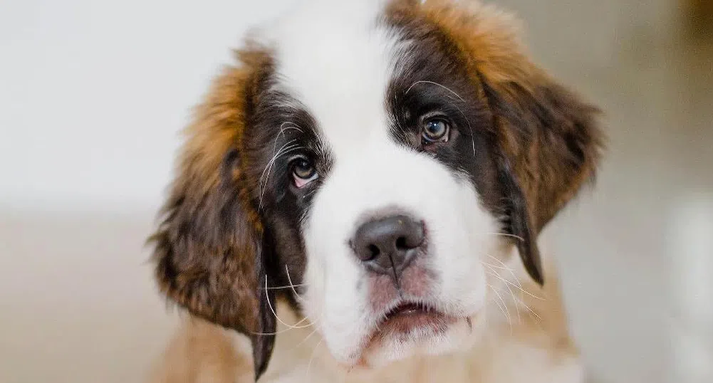 Изчислиха цената на любовта към кучетата