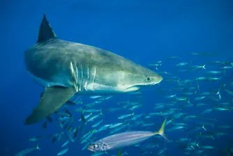 Ловим акули с голи ръце