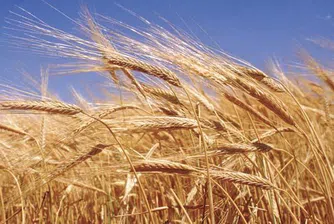 Световните цени на пшеницата продължават да растат