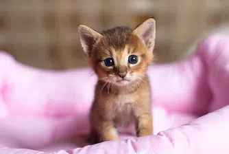 Най-скъпата и рядка котка в света