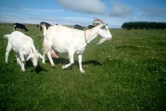 Русия забрани вноса на месо и млечни продукти от България