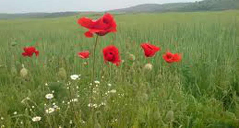 Предлагат държавната селскостопанска земя да се дава под аренда за 10 години