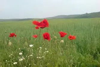 Предлагат държавната селскостопанска земя да се дава под аренда за 10 години