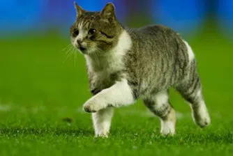 Котка на терена (видео)