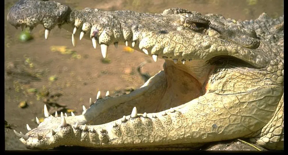 Голфър получи обезщетение след ухапване от крокодил