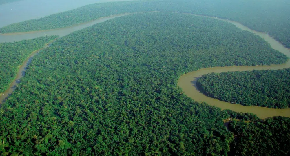 Държавите с най-много гори