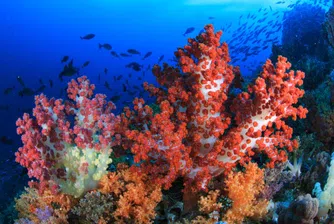 Първият движещ се подводен хотел ще може да "бяга" от урагани