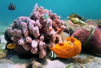 Най-добрите места за гмуркане на Карибите