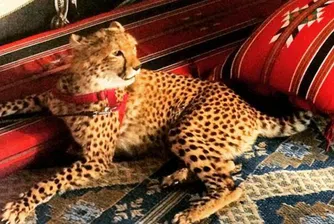 Екзотичните животни на богатите хлапета от Instagram