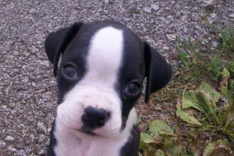 Жена плати 32 000 долара за самолетен билет на кучето си